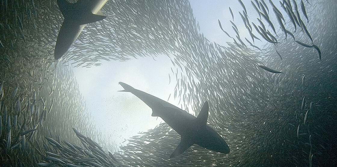 South Africa - Come Find Your Joy - Sun Soaked Coasts - Sardine Rush KwaZulu Natal